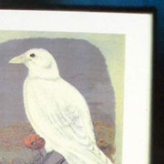 A Rare Corvidae